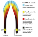 Bølgeproton